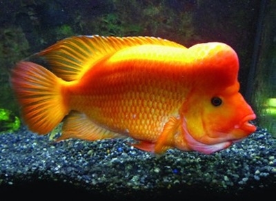 Citron cichlid / Midas cichlid
