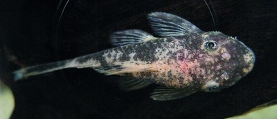 Armored catfish / bristlenose pleco (Loricariidae family)