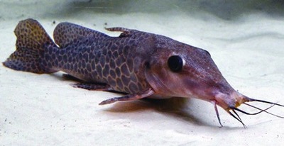 Giraffe catfish