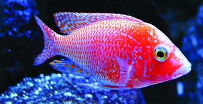 Fire Fish peacock cichlid (hybrid)