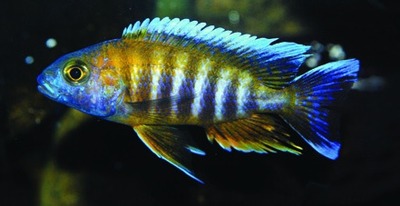 Freiberg's peacock cichlid