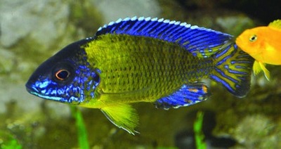 Peacock cichlid (Cichlidae family)
