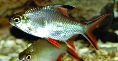 Tinfoil barb