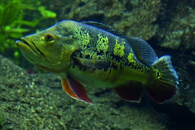 Peacock cichlid / peacock bass