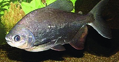Tambaqui / black pacu