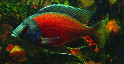 Kadango cichlid / Malawi cichlid