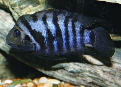 Convict cichlid