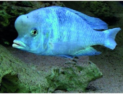 Blue dolphin cichlid
