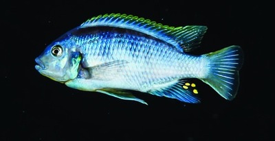 Malawi cichlid (Cichlidae family)