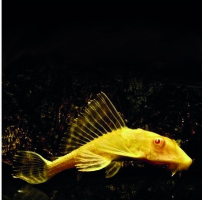 Sailfin pleco, albino form
