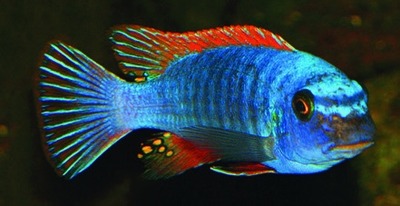 Scrapermouth cichlid / Malawi cichlid