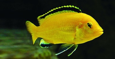 Electric yellow cichlid / yellow Malawi cichlid