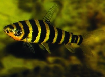 Banded leporinus