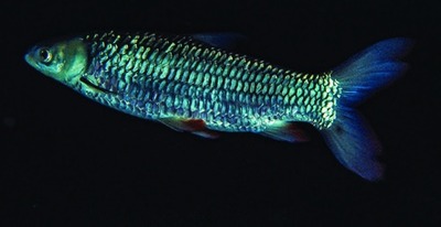 Hoven's carp / mad barb