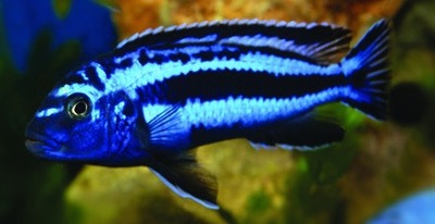 Maingano cichlid