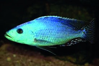 Malawi cichlid (Cichlidae family)