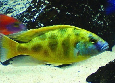 Giraffe cichlid