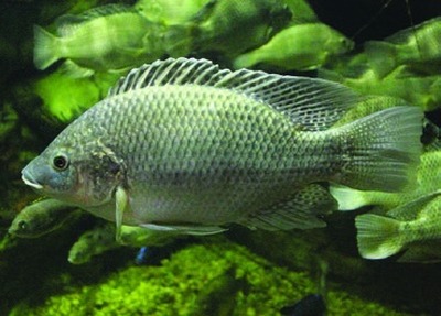 Mozambique tilapia