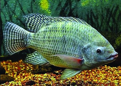 Nile tilapia