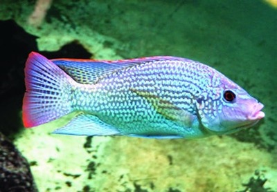 Lake Tanganyika tilapia