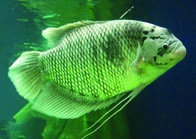 Giant gourami
