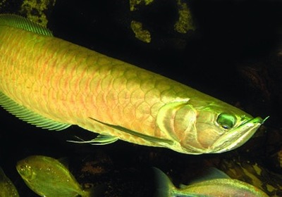 Silver arowana