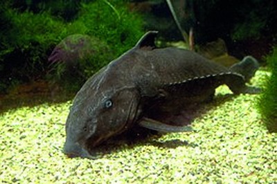 Ripsaw catfish / black thorny catfish