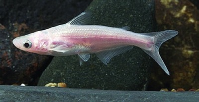 Pangasius, albino form (Pangasiidae family)