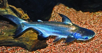 Iridescent shark / Siamese shark