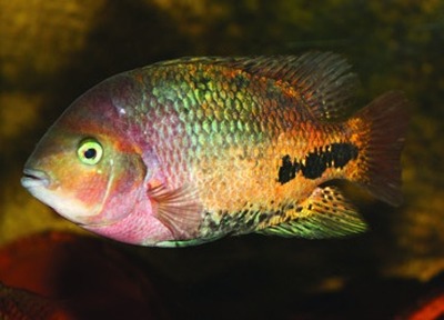 Redhead cichlid / quetzal cichlid