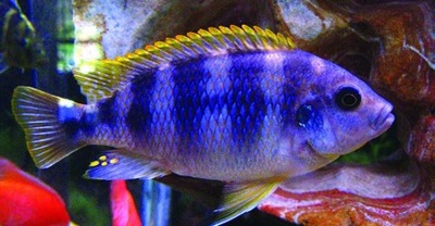 Petrotilapia cichlid (Cichlidae family)