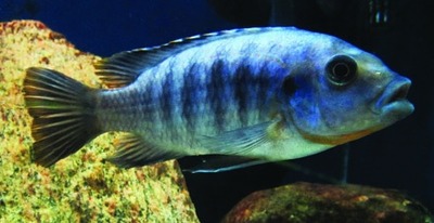 Petrotilapia cichlid (Cichlidae family)