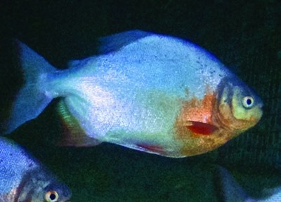 Red-bellied pacu