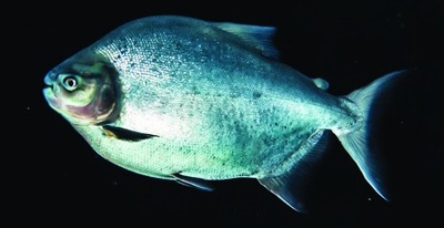 Pacu (Serrasalmidae family)