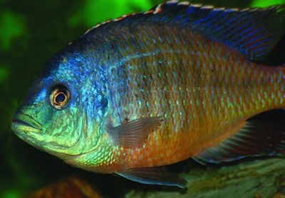 Red empress cichlid / Malawi cichlid