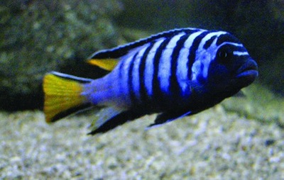 Malawi cichlid (Cichlidae family)