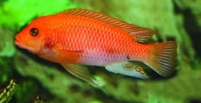 Red zebra cichlid / Malawi zebra cichlid