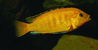 Lombardoi cichlid / Kenyi cichlid