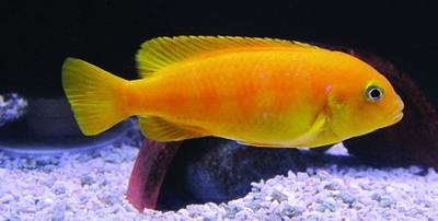 Saulosi cichlid