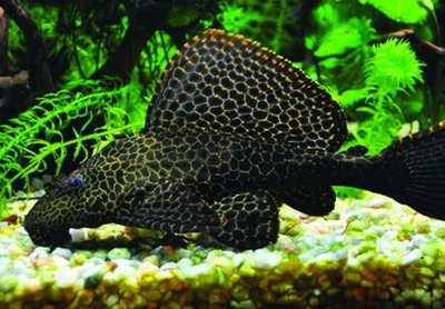 Sailfin pleco / leopard sailfin pleco