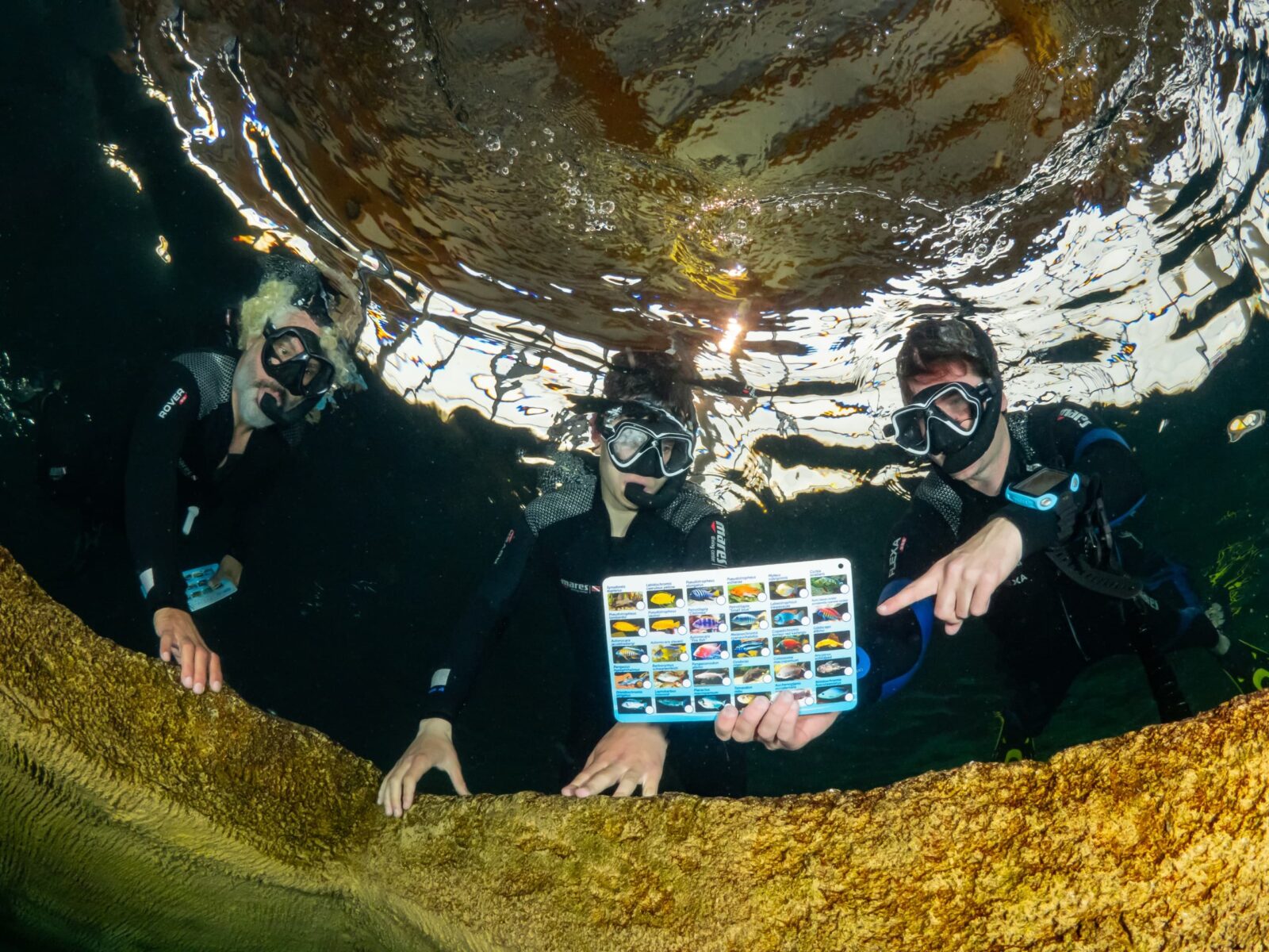 Three snorkelers looking at a fish ID card together underwater at TODI.