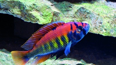 Nyerere's cichlid / Lake Victoria cichlid