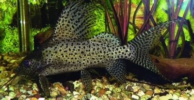 Featherfin squeaker