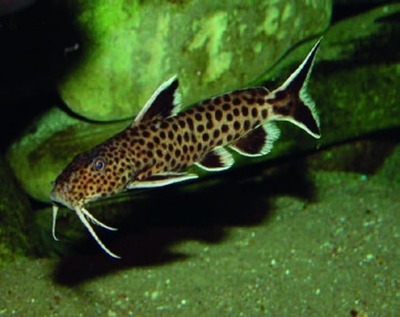 Cuckoo catfish / pygmy leopard catfish