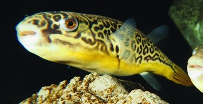 Mbu pufferfish