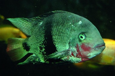 Central American cichlid (Cichlidae family)